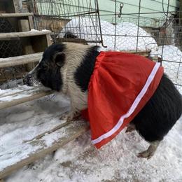 Miniature Potbelly Pig - 5 Years Old, Small Size in Virginia, mn