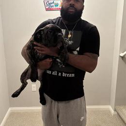 Cane Corso Puppies Available - 4 Black and Brindle Pups in Canton, mi