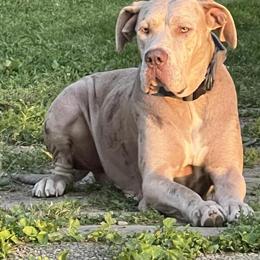 Great Dane Puppy - 12 Weeks - Vet Checked & Vaccinated - Available Now in Columbus, oh