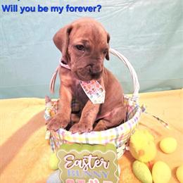 Great Dane puppies available, born 3/7, ready in May in Alto, mi