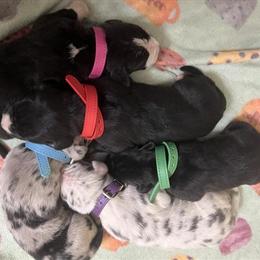 Great Dane Puppies Available - AKC Registered in Columbus, oh