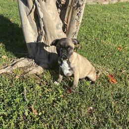 9 Week Old Female Pug Ready for a New Home in Riverside, ca