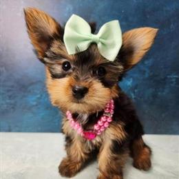Yorkshire Terrier Puppies Available in New York - New Jersey in Brooklyn, ny