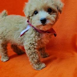 Bichpoo Puppy Ready for a New Home in Brooklyn, ny