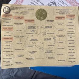 Cane Corso Puppies ICCF Registered Available in Cincinnati, oh