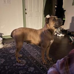 Cane Corso Puppies Available for Deposit in Cincinnati, oh