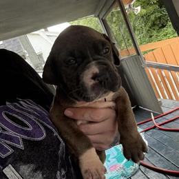 Cane Corso Puppies - Iccf Registered, Ready for New Homes in Cincinnati, oh