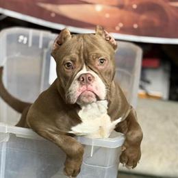 American Bully Puppies for Adoption in Covington, ga