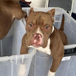 American Bully Puppies Available in Covington, ga