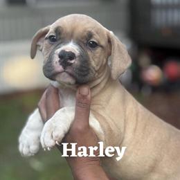 American Pocket Bully Puppies Available in Covington, ga