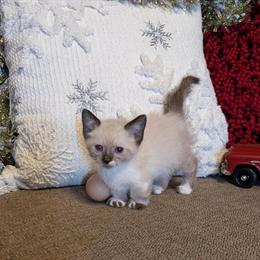 Munchkin Kittens and Scottish Kilt Kittens Available in Indianapolis, in