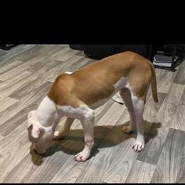 Male Pitbull for Adoption - 1.5 Years Old, Utd on Shots in Youngstown, oh
