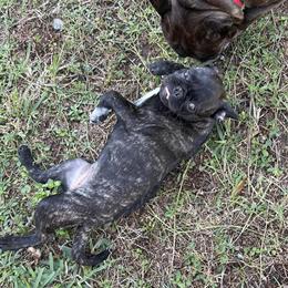 French Bulldog Puppy Available in Ruskin, fl