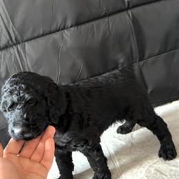 Golden Doodle Puppies Available in Saint Pauls, nc