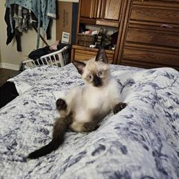 Siamese Kittens Ready for New Homes in Richmond, in