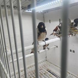 Male Black Headed Canaries for Sale in Glendale, ca