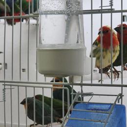 Parrot Finches for Sale in Glendale, ca