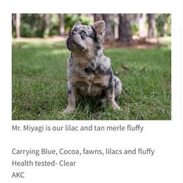 Stud Service Available in Fort Lauderdale, fl