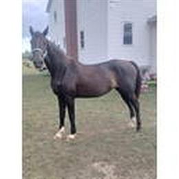 Morgan Mare, 14 Years Old, In Foal to Standardbred in Omaha, ne