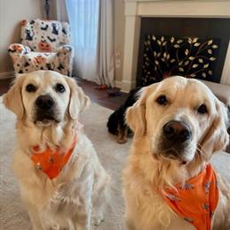 Golden Retriever Puppies Available for Early Summer 2026 in Lansing, mi