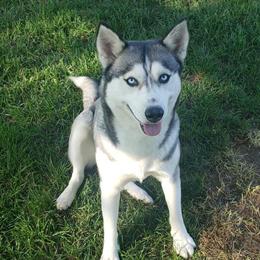 Husky Puppies Available for Early Summer 2026 - Taking Deposits Now in Lansing, mi