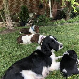English Springer Spaniel Puppies Available in December 2025 in Danville, ky