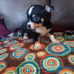 Adorable male puppies ready for Easter, charting 4 lbs as adults in Millersburg, oh