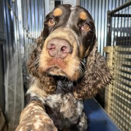 English Springer Spaniel Stud Services in Kentucky in Danville, ky