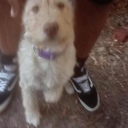 Blonde Labradoodle for Sale in Columbia, sc