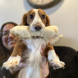 Dachshund Stud Available in Ohio in Columbus, oh