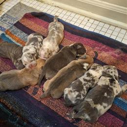 American Bully Pups Available - 6 Days Old in Martinsville, va