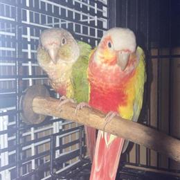 Exotic Pets Available: Conures, Snakes, Geckos, and More in Newport, ky