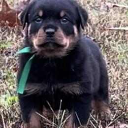 Rottweiler Puppies Ready for Homes on 12/13/24 in Atlanta, ga