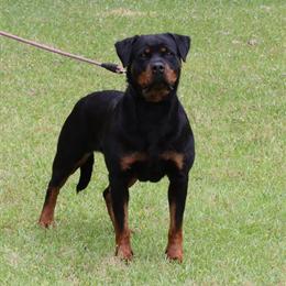 Rottweiler Females Available for Foster Homes in Atlanta, ga