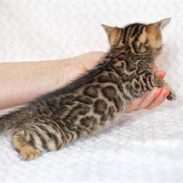 Purebred Bengal Kittens Available for Adoption in Carlsbad, ca