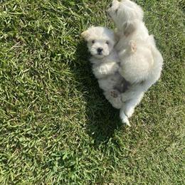 Shih Tzu Puppies Ready for Adoption in Wilson, nc