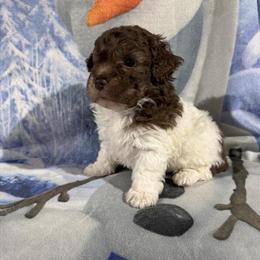 Toy Poodle Puppies - Adorable and Family Raised in Cleveland, oh