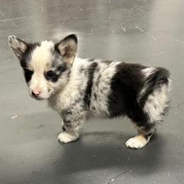Corgi Puppy Available in Stanford, ky