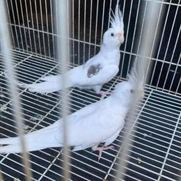 Gorgeous Albino Cockatiels Available in Cleveland, oh