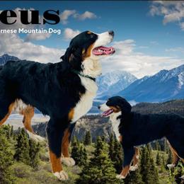 Bernese Mountain Dog Available for Stud Service in Davison, mi