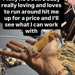 Leopard Geckos for Adoption - Sweet and Playful in Philadelphia, pa