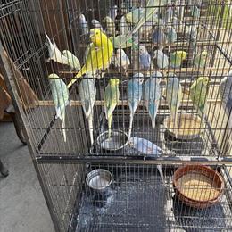 Parakeets Breeder Setup with 65 Birds Ready for New Homes in Monroe, mi