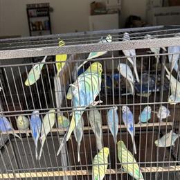 Parakeet Breeding Setup with 65 Birds Available in Monroe, mi