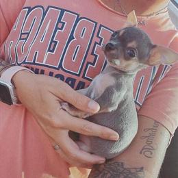 Chihuahua Stud Available for Breeding in Carthage, nc