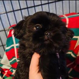 8 Week Old Female Shih Tzu Puppy Ready for New Home in Detroit, mi