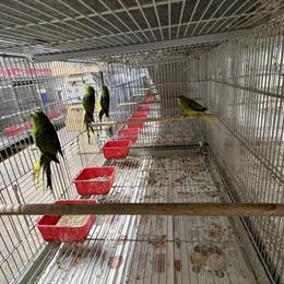 Neophema Elegant Parrot for Adoption in Hialeah, fl