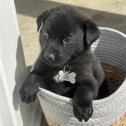 Labrador Retriever and German Shepherd Puppy Available in Wilmington, nc