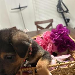 German Shepherd Puppy Ready for a New Home in Wilmington, nc