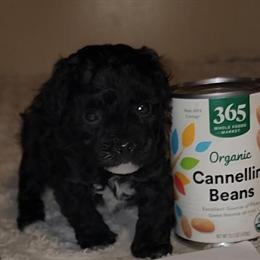 Yorkie Poo Teacup Puppy Ready for New Home in Pittsburgh, pa