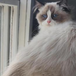 Ragdoll Male Available from Reputable Cattery in Pittsburgh, pa